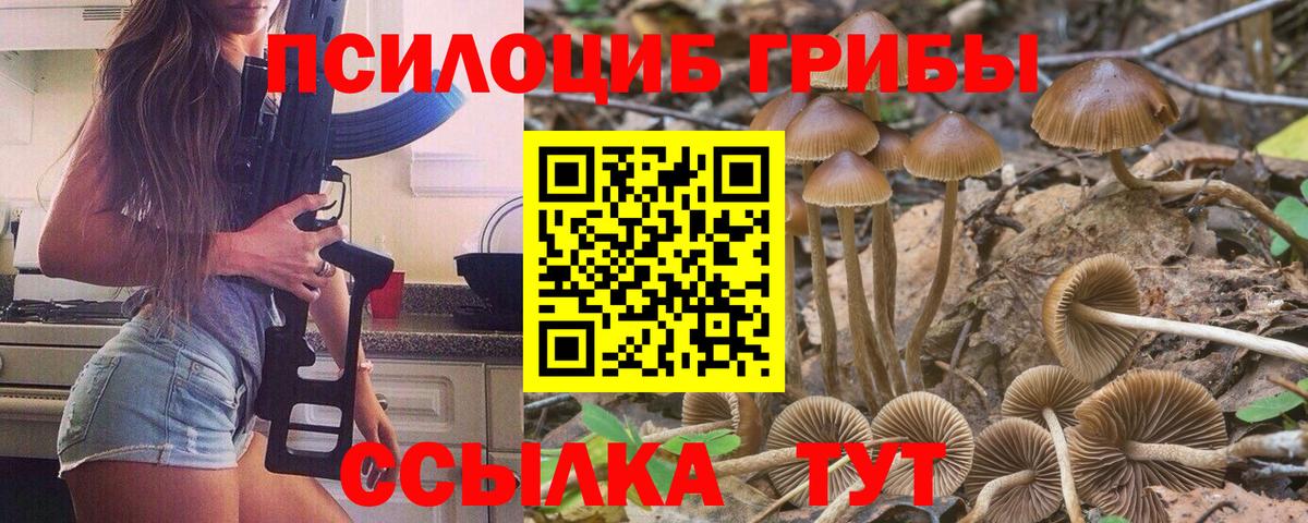 Псилоцибиновые грибы Cubensis Абакан